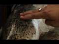 How To Choose Fresh Fish